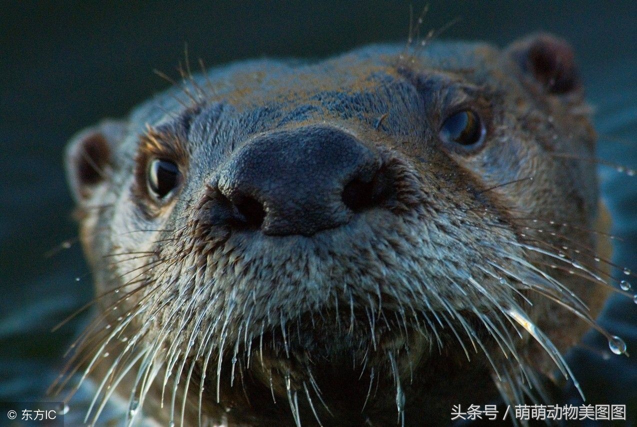 水獭与海獭哪个更可爱,萌动物科普