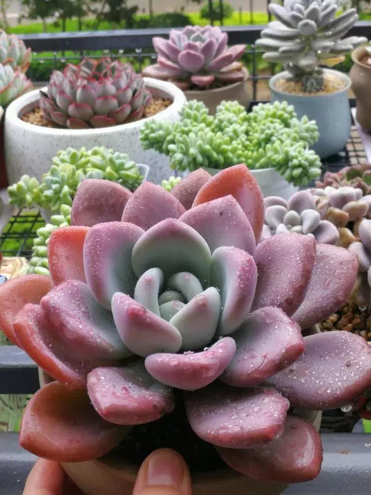 为了多肉改造阳台,疯狂的她