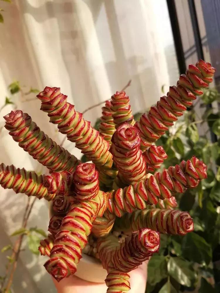 为了多肉改造阳台,疯狂的她