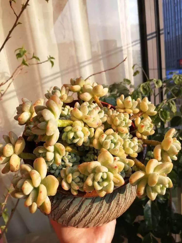 为了多肉改造阳台,疯狂的她