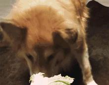 哈士奇和大熊猫,大熊猫哈士奇