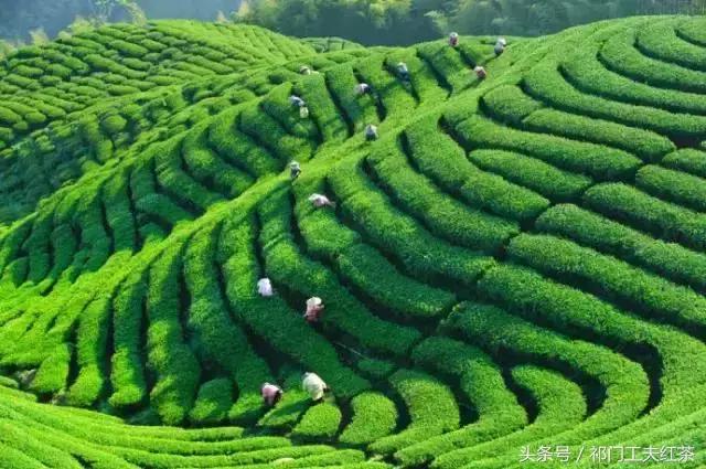 中国所有的茶的名字及图片,中国的主要茶有哪些品种