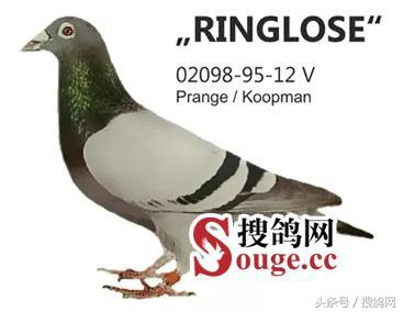 搜鸽网信息,赛鸽资讯知识分享