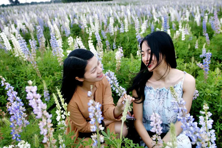 春风十里，不如花开万株！周末去哪？带你玩转特呈岛！