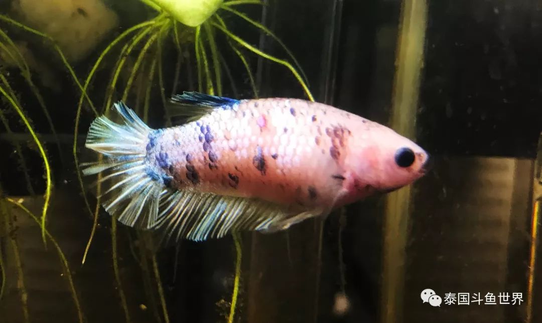 泰国斗鱼洗色需要多久,泰国斗鱼洗色跟环境有关吗