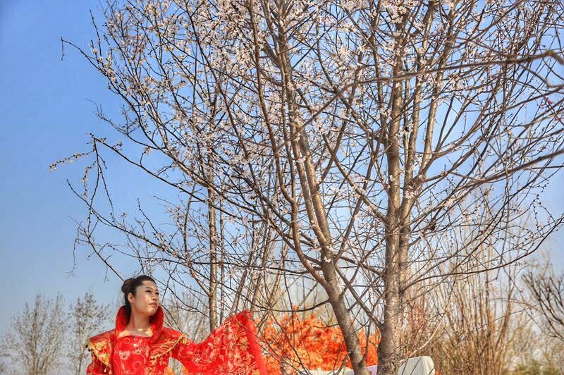 朝花三月樱满京城北京最大樱花园落户蓝调庄园