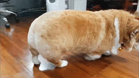 怎么养好柯基呀视频教程,怎么养柯基犬才比较好