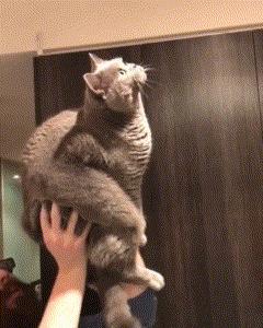 家里爬出虫子猫去抓吓到女主人,家里进大昆虫人类真实反应