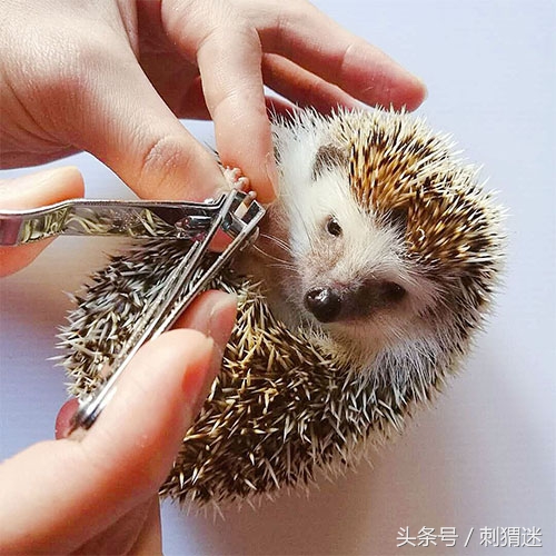 如何给刺猬剃毛,怎么给刺猬剪毛发