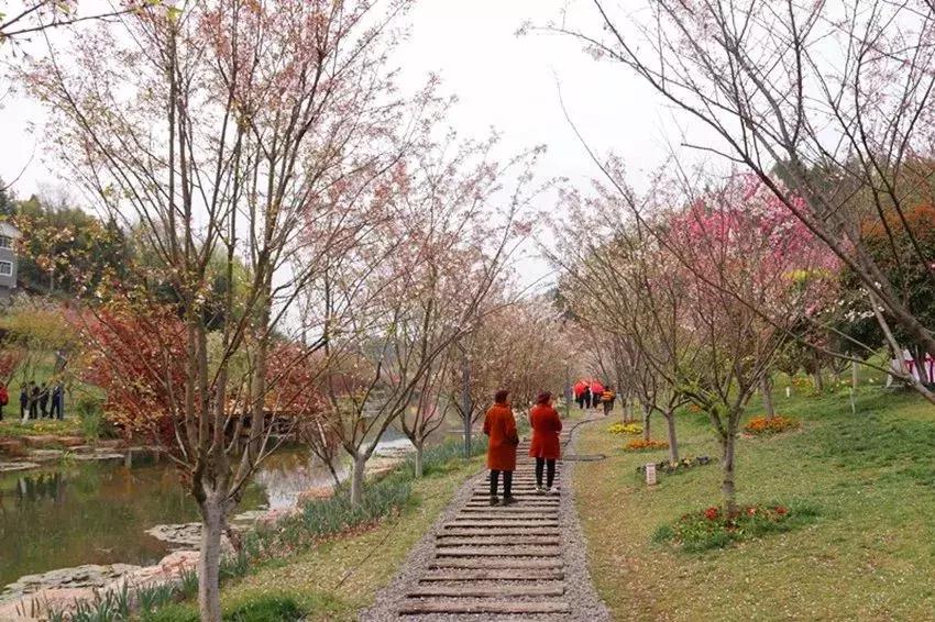 醉美赏花季,遵义醉美旅行