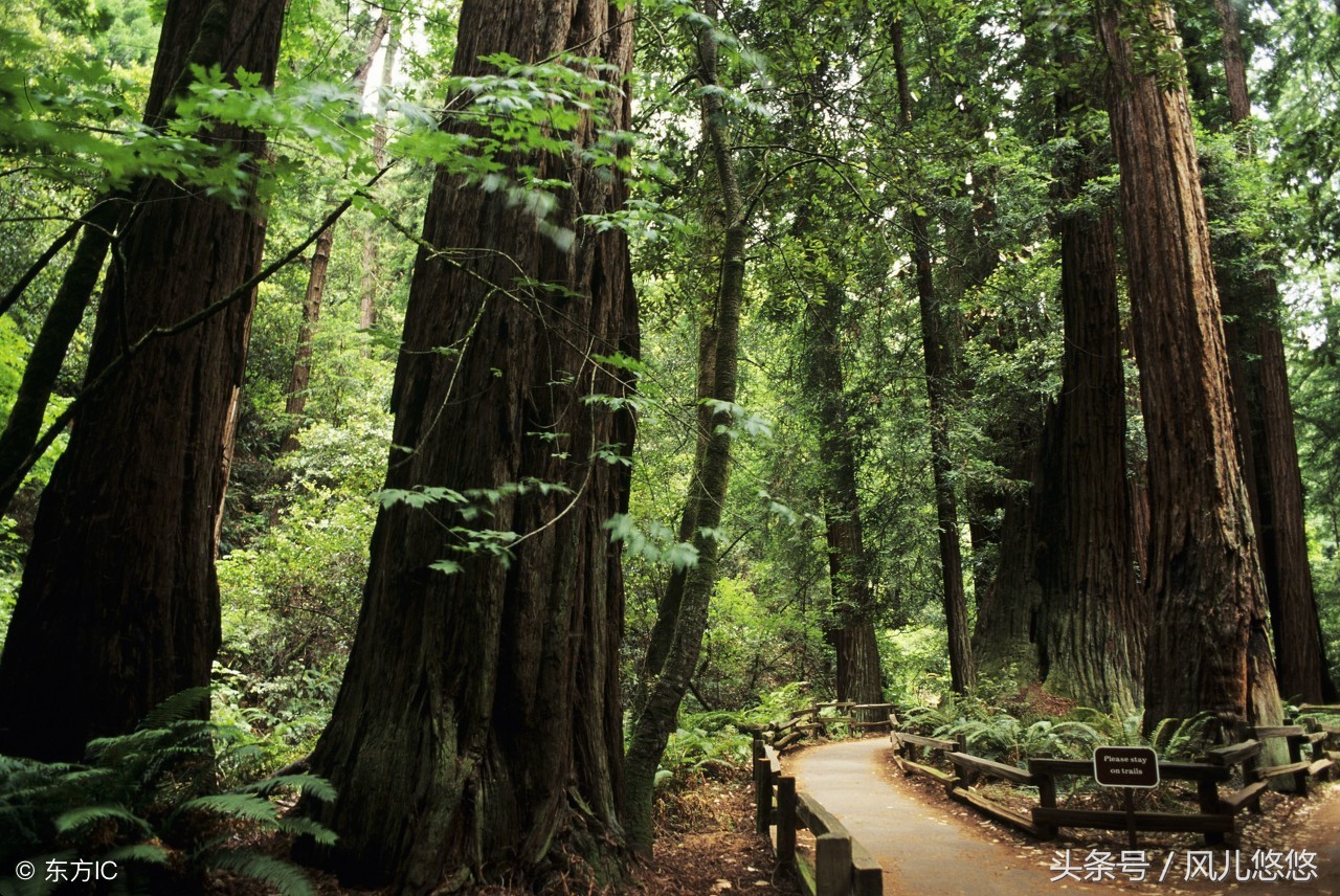 什么杉木板便宜又好,2米10公分杉木价格