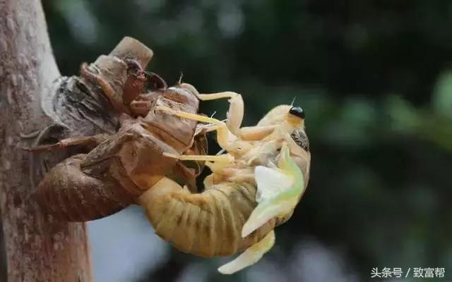 金蝉养殖的前景与效益,金蝉养殖效益