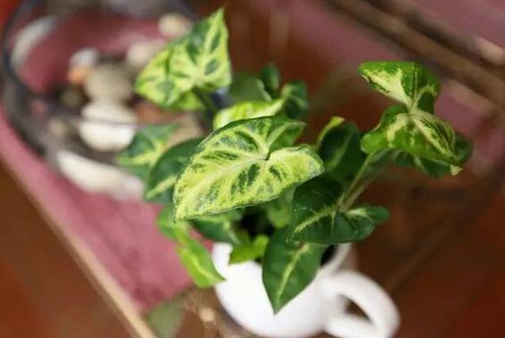 吸甲醛最好的绿植是什么,吸甲醛的绿植哪个最好