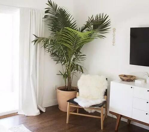 什么绿植吸甲醛比较好,什么绿植吸甲醛特别好