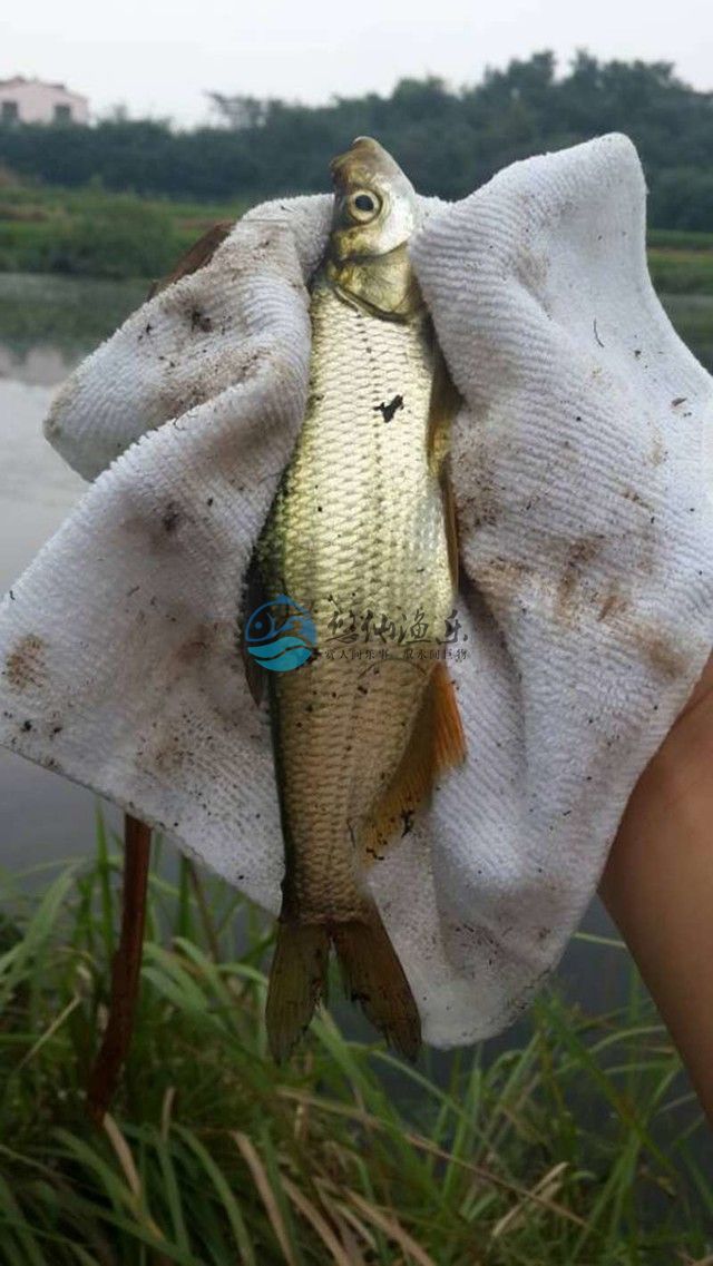 钓鱼大师谈野钓,悠仙钓鱼视频全集