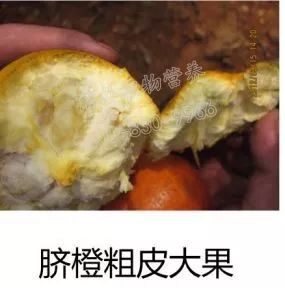 余教授讲座完整视频,余教授工艺大讲堂