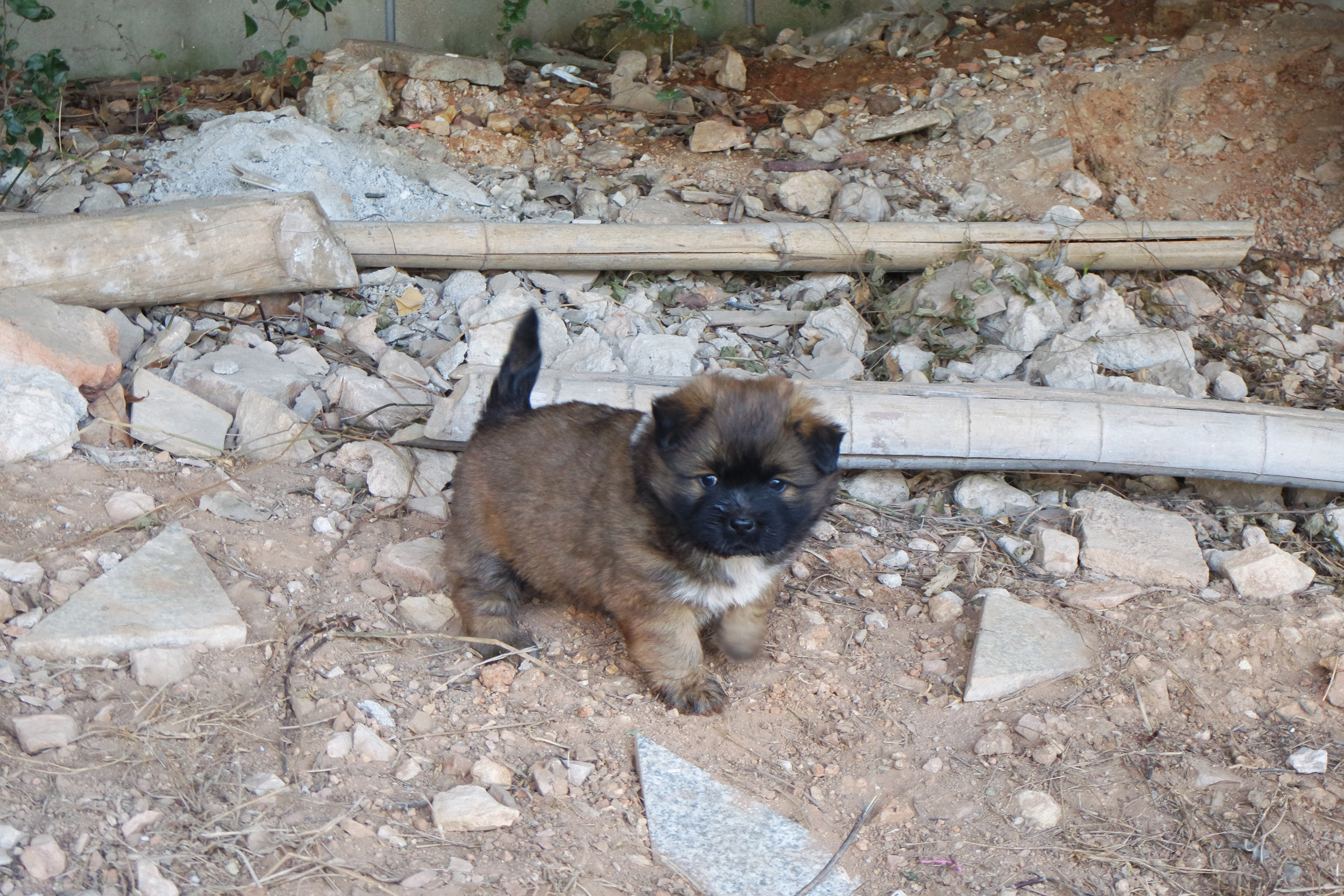 武昌理工学院的樱花,武昌理工学院回忆