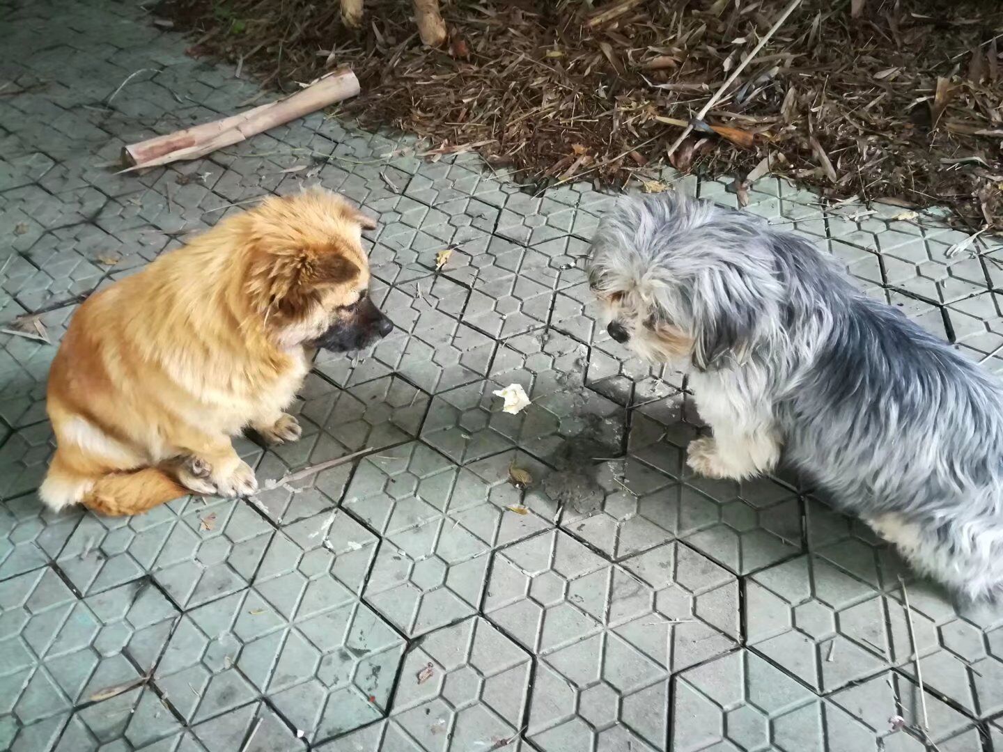 武昌理工学院的樱花,武昌理工学院回忆