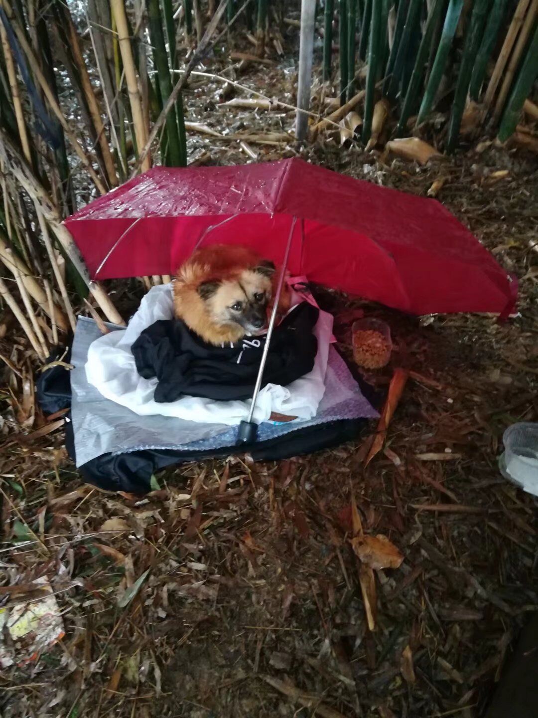 武昌理工学院樱花,武昌理工学院滚烫的青春