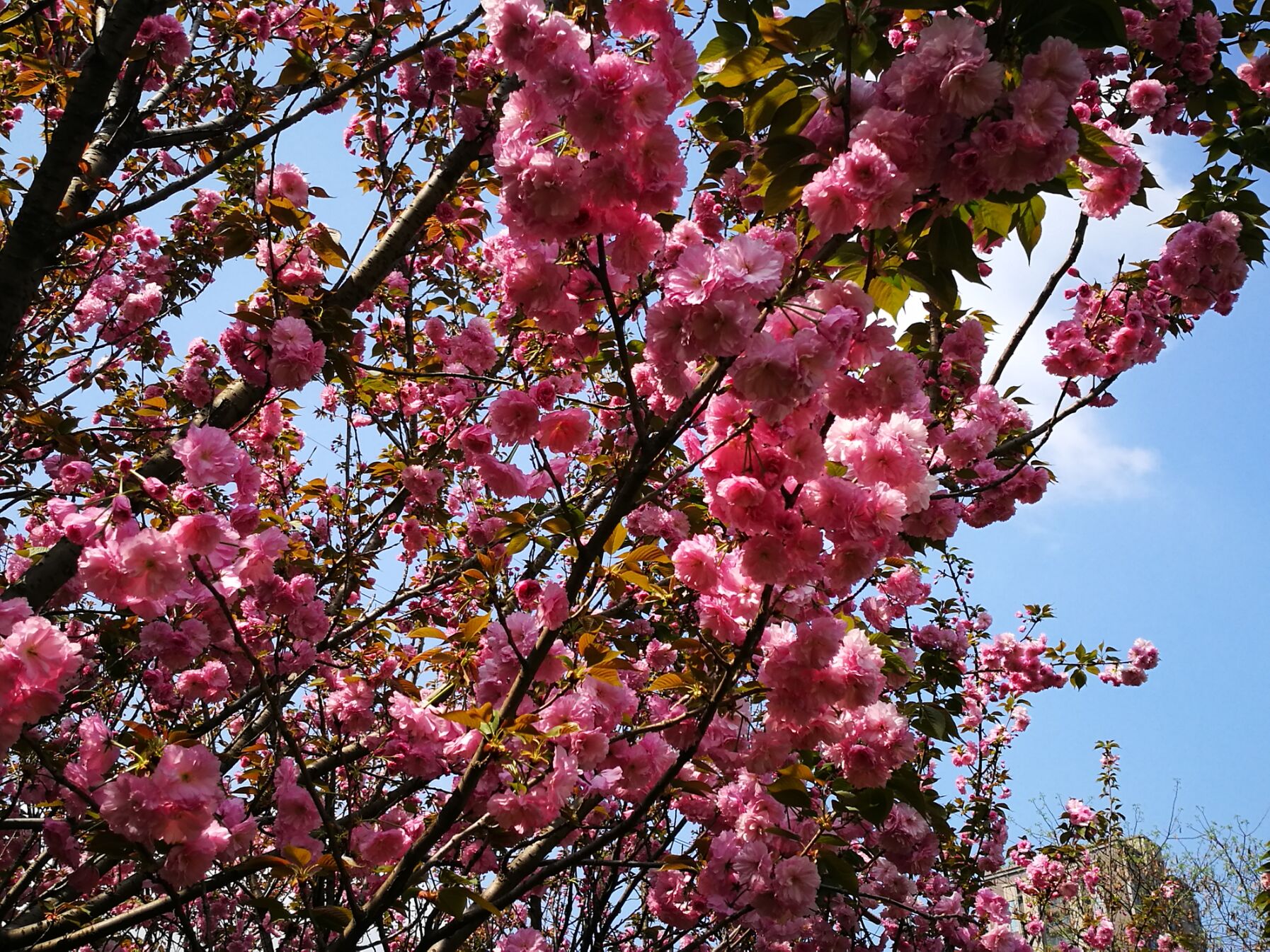 青白江凤凰湖樱花门票多少钱,青白江凤凰湖看樱花