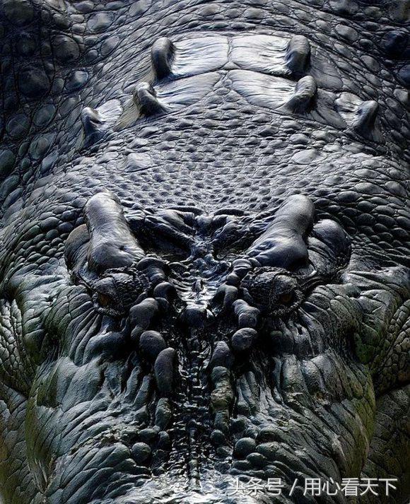 世界上最大的鳄鱼前三名,世界上最大的鳄鱼怎么画