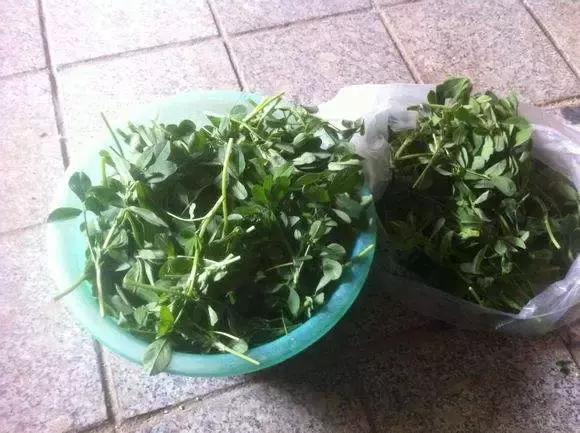 余庆野菜,余庆好吃的推荐