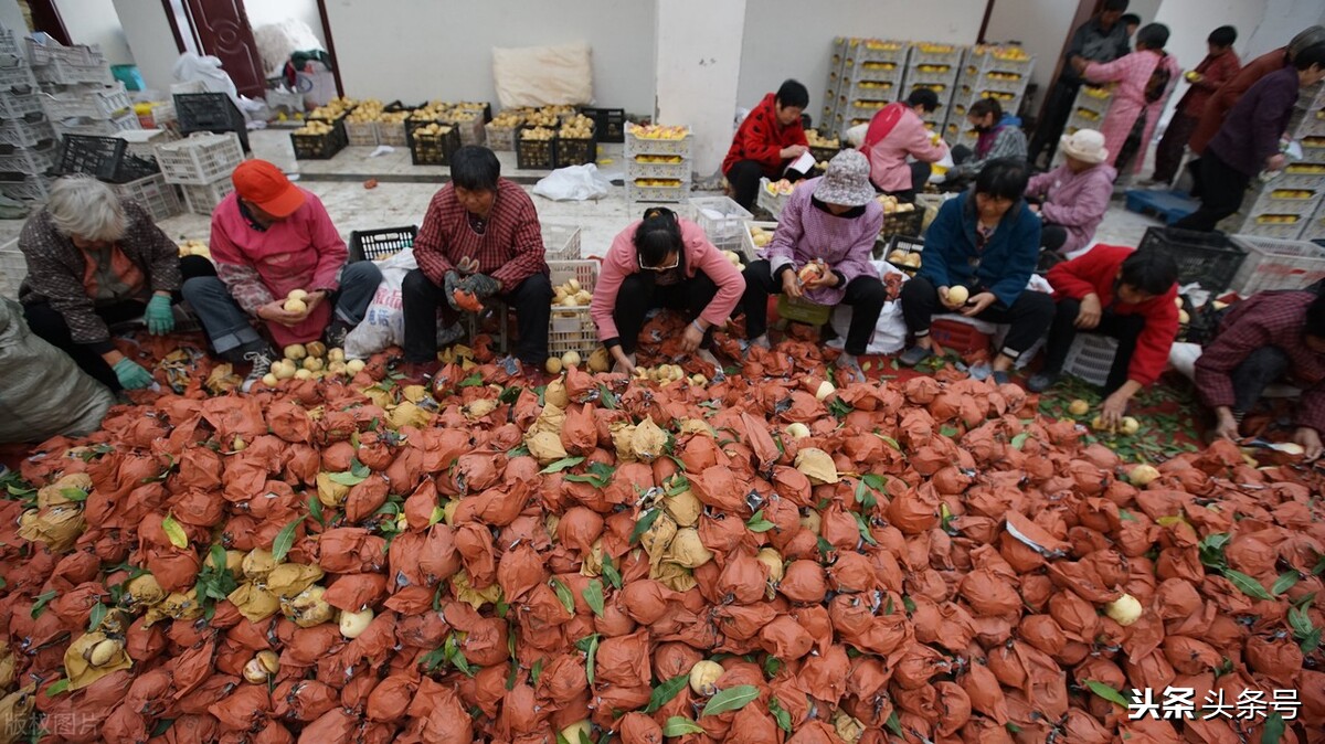 俗称丑桃古老的桃子品种,爆炸桃老品种