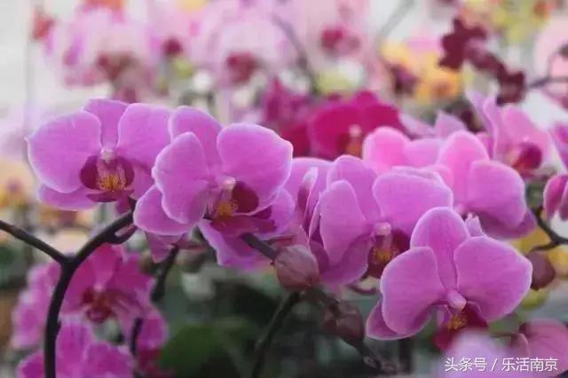 南京赏花季攻略,南京春季赏花时间