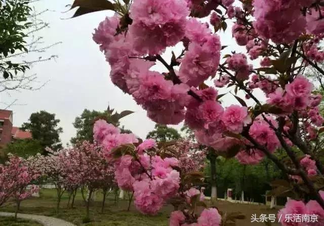 南京赏花季攻略,南京春季赏花时间