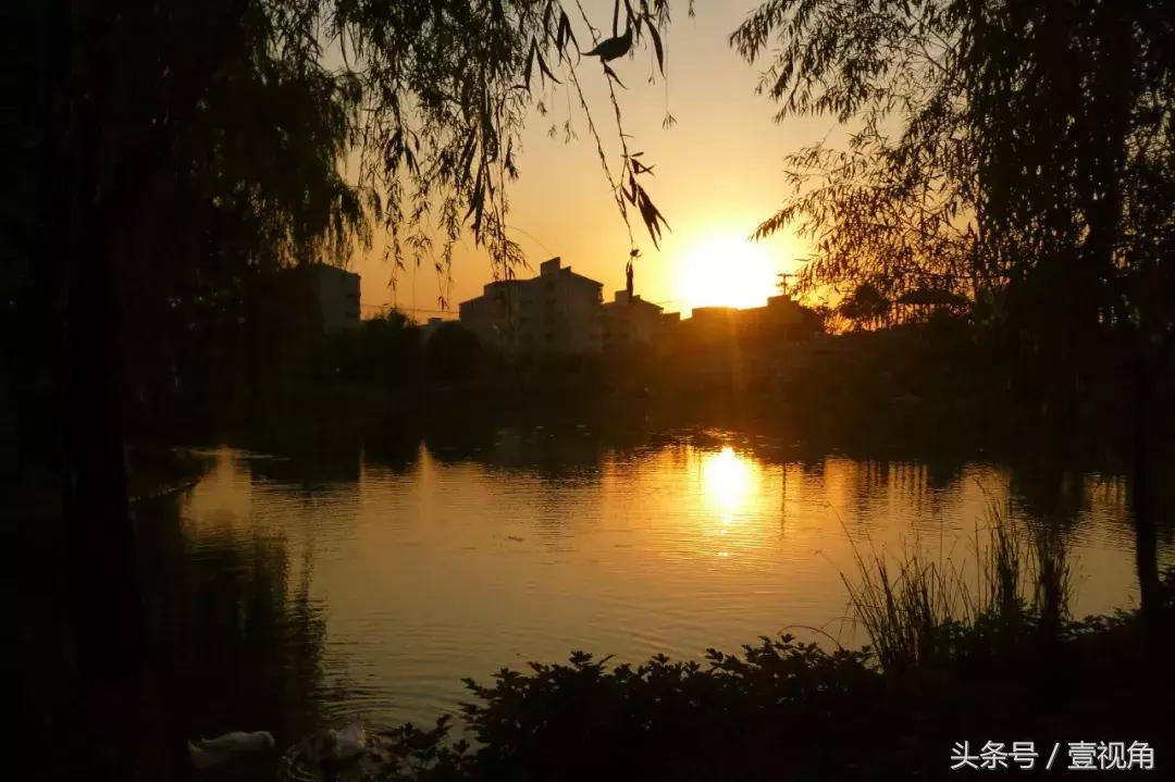 石家庄哪的公园樱花开了,石家庄樱花现在还有吗