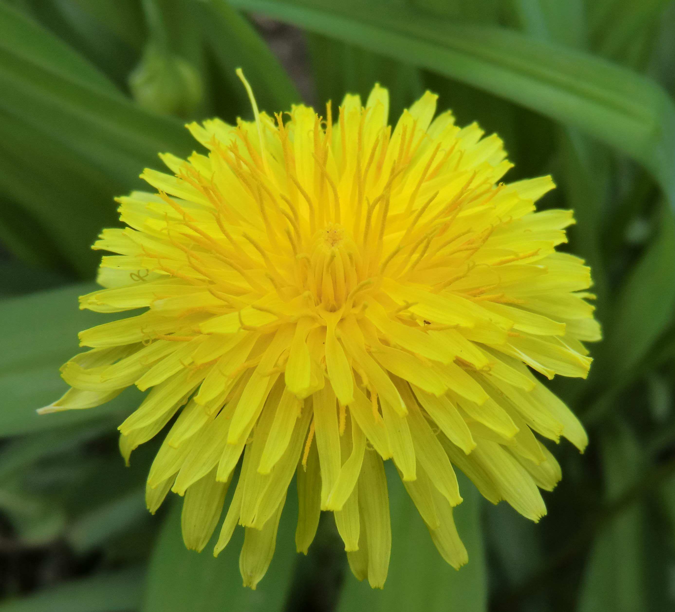 平时地里的野菜有能降血压的没有,高血压多吃野菜能降血压和糖吗