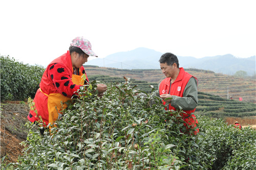 光山县春茶飘香致富路,春茶飘香富农家