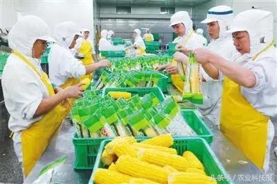 搞农业没有钱了该怎么办,搞农业不赚钱的案例