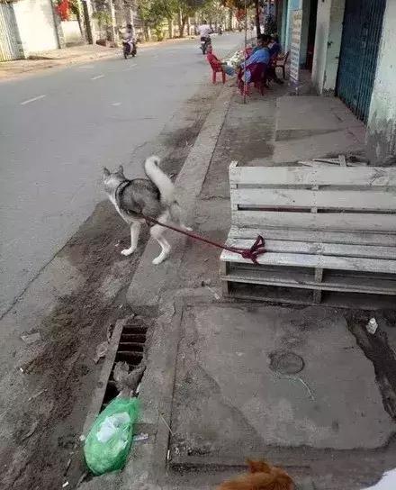 看到银行外牌子下停着一只狗，还以为是“停狗场”，一看笑喷了