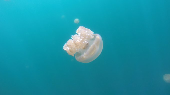 帕劳旅行攻略及住宿,帕劳自驾游十大注意事项