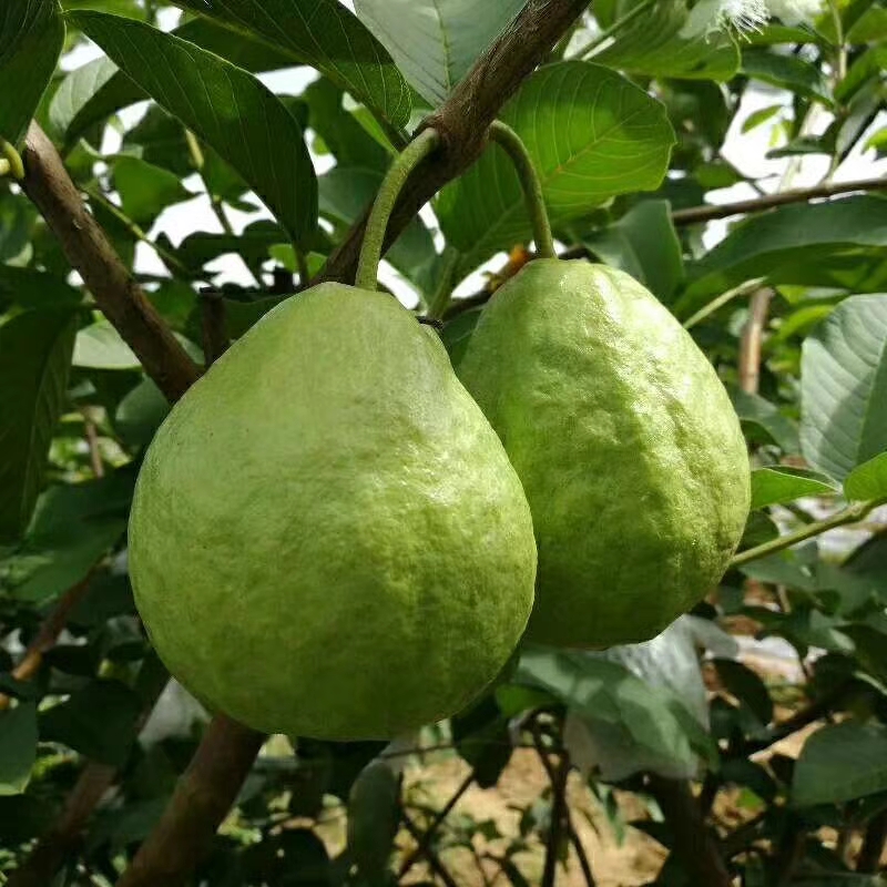 攀枝花哪个山上有红心果,四川攀枝花红心果