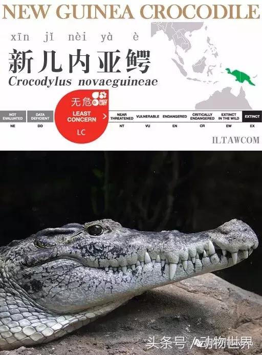 扬子鳄被称为古老的爬行动物,新生代爬行动物巨鳄