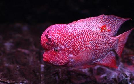 泰金罗汉鱼饲养教程,马骝罗汉鱼饲养方法