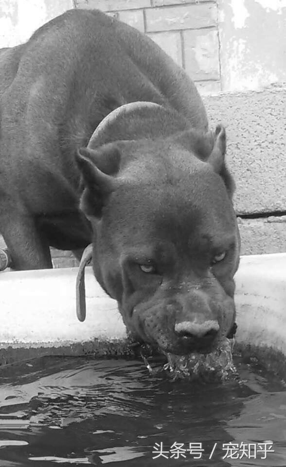 当卡斯罗丧失斗犬本能时.....该怎么办？