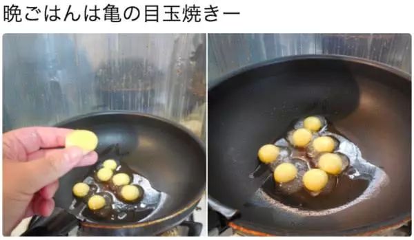 养宠物龟下蛋怎么处理好,母龟下蛋后怎么处理蛋