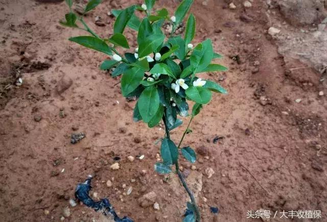 柑橘幼苗开花怎么处理,柑橘幼树开花解决办法