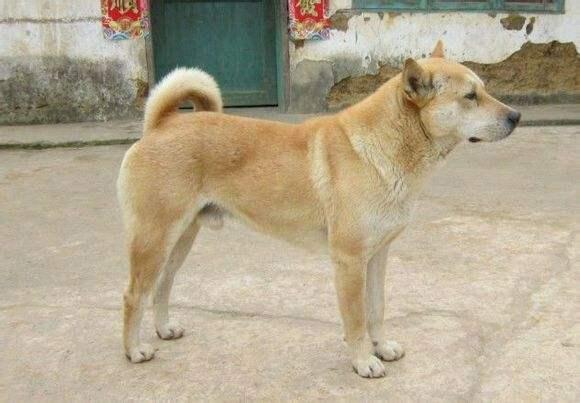 最受欢迎的前十种狗狗,最受欢迎的10种狗狗排行榜