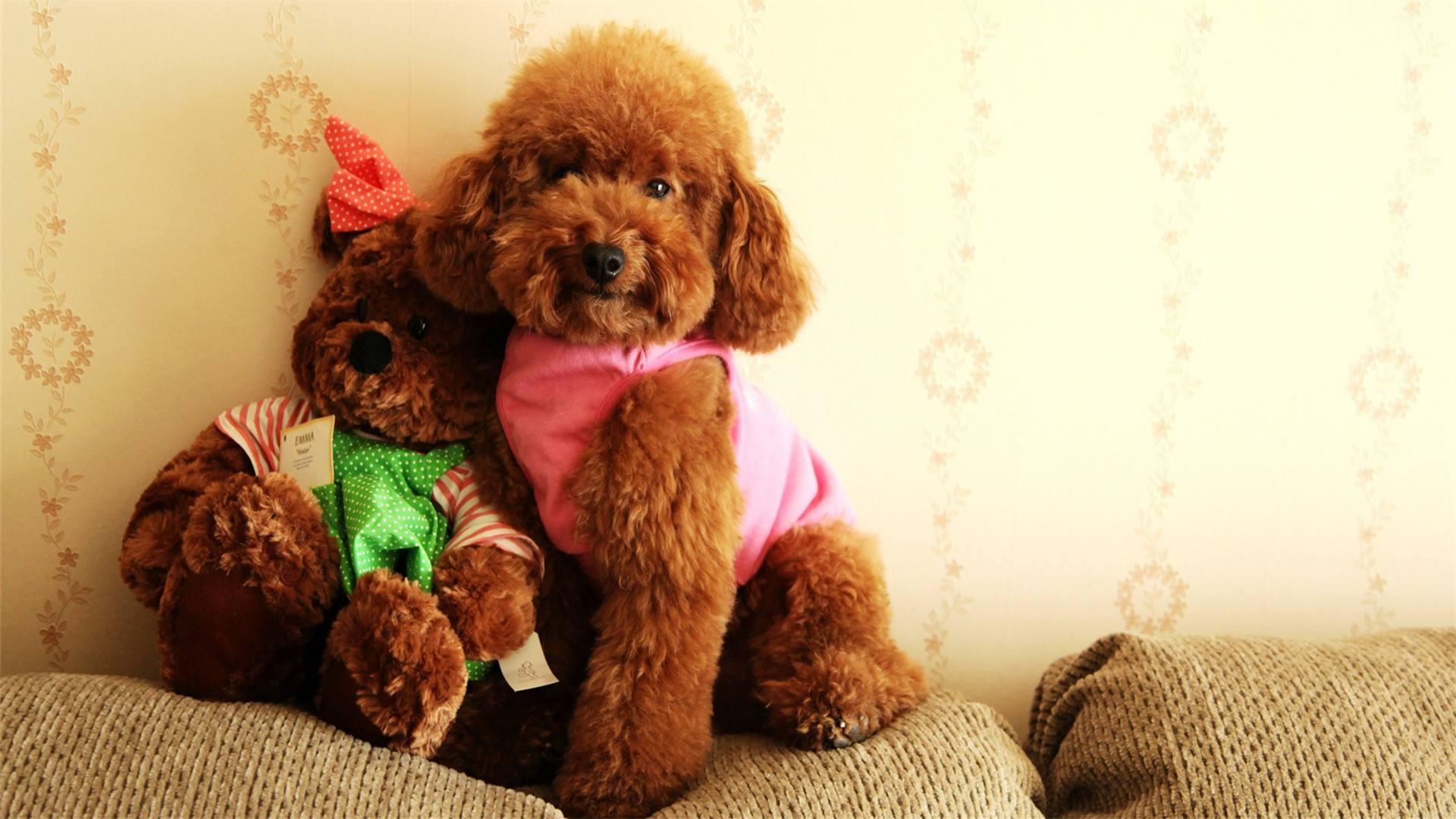 全世界公认的这几种狗狗最好看,十大最受欢迎的大型狗狗排名