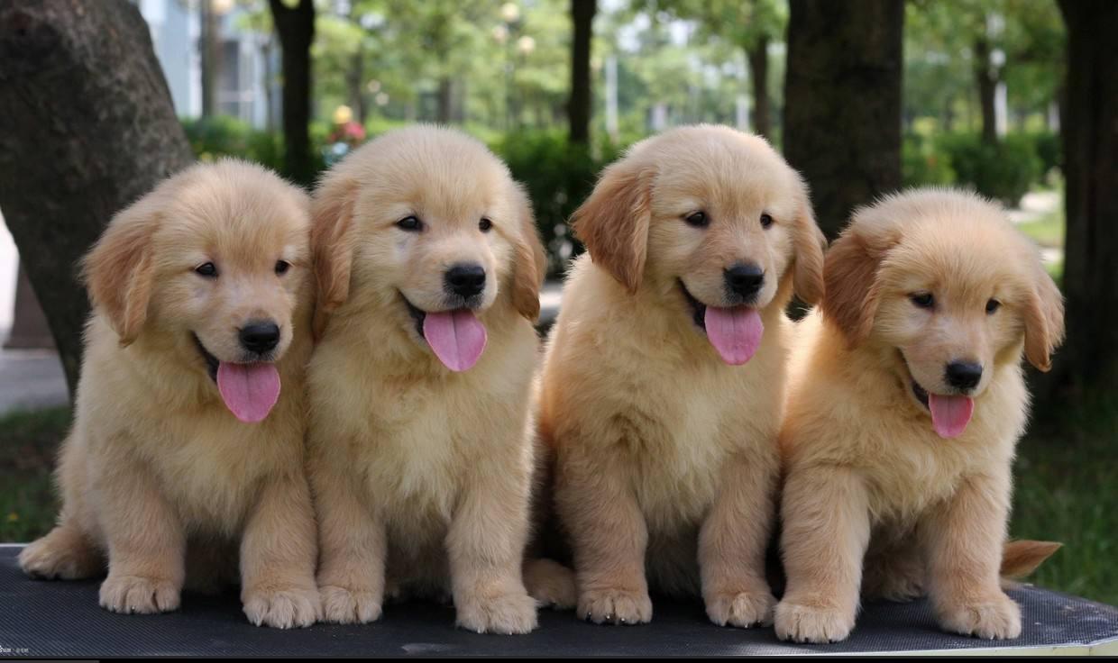 最受欢迎的狗狗十大排名,最受喜爱的狗狗排名