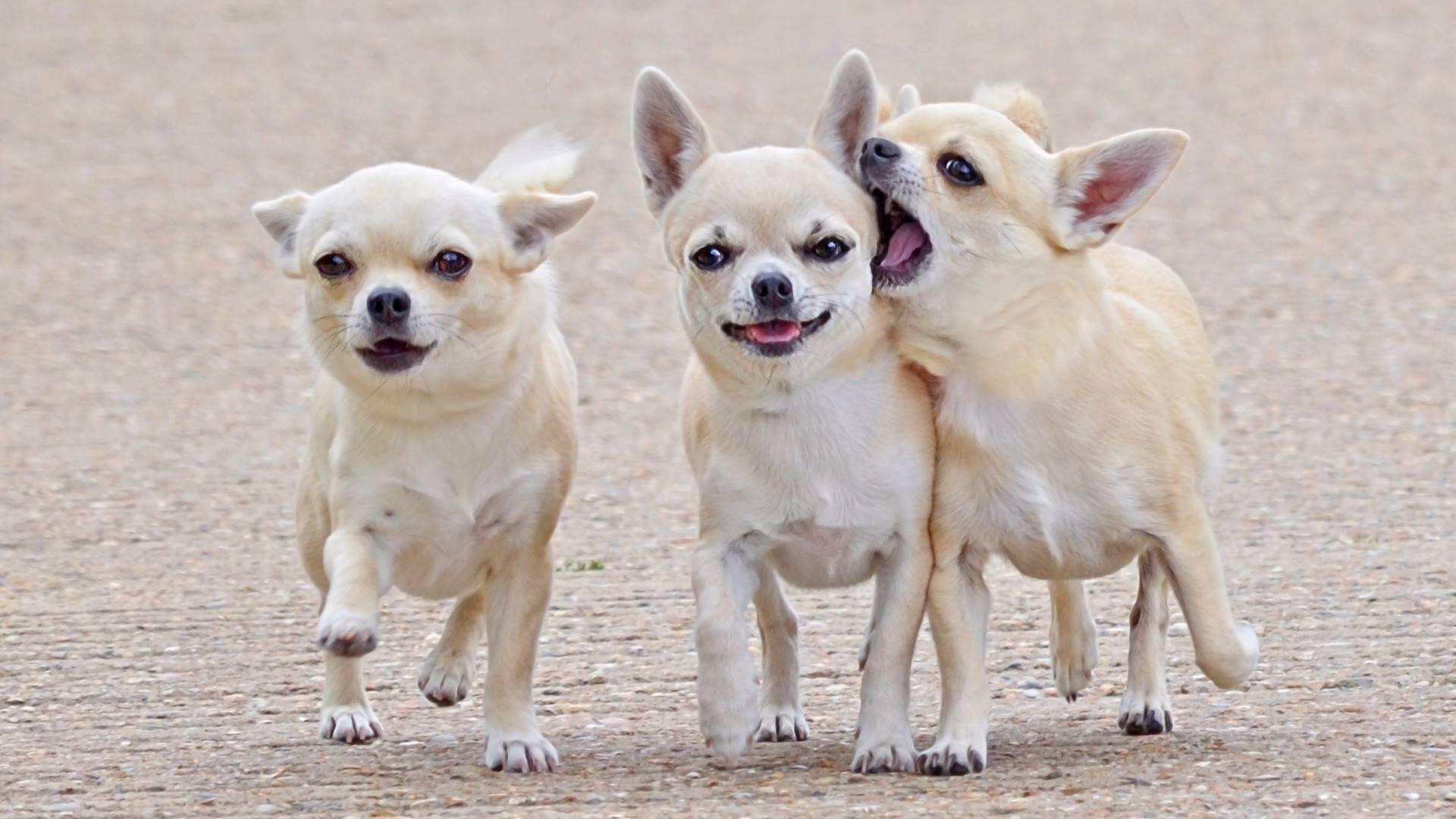 最受欢迎的狗狗十大排名,最受喜爱的狗狗排名