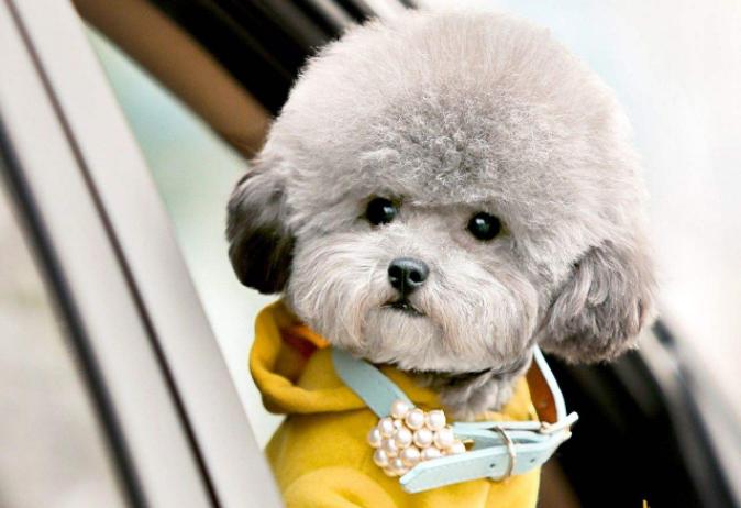 最受欢迎的前十种狗狗,最受欢迎的10种狗狗排行榜