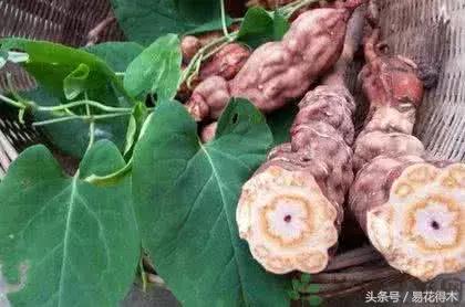 山乌龟怎么养才长得好看,山乌龟大小有区别吗怎么养