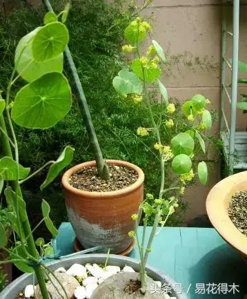 绿植山乌龟的养护方法有哪些,山乌龟的饲养方法与技巧