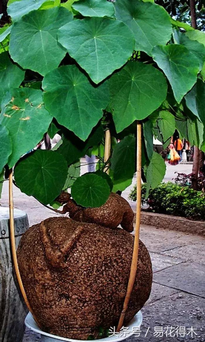 山乌龟怎么养才长得好看,山乌龟大小有区别吗怎么养