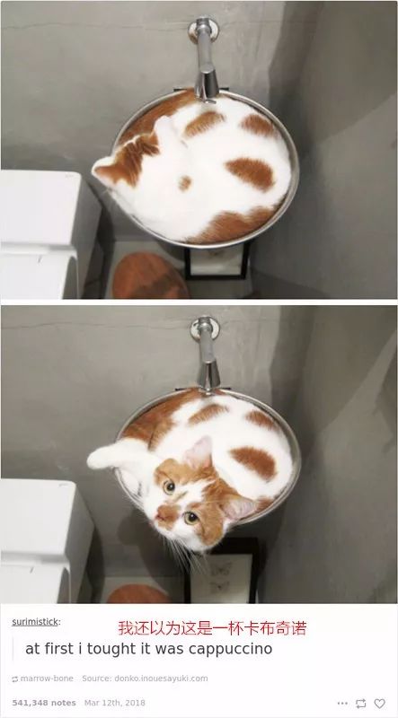 猫原来真的是液体做的,猫咪真的是用液体做的吗